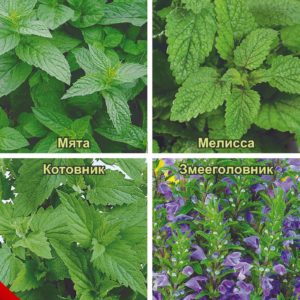 Травы для чая Бодрящее утро 0,3 г Н16