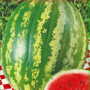 Арбуз Землянин 1 г серия Русский вкус Н16