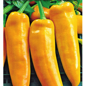 Перец Золотая оса 0,2 г