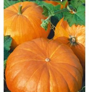 Тыква Красавица 1,0 г