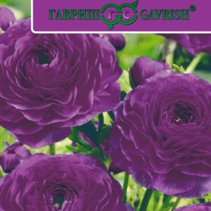Ранункулюс Цветущая долина фиолетовая F1 3 шт. пробирка серия Эксклюзив Саката Н17