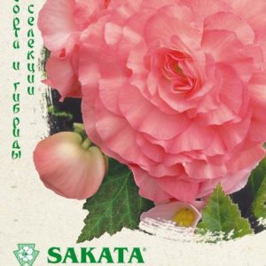 Бегония F1 Фортуна Корал