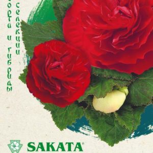 Бегония Фортуна Дип ред F1 гранул. 4 шт. пробирка Н17