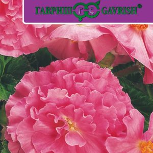 Бегония Фортуна Пинк F1 гранул. 4 шт. пробирка Н17