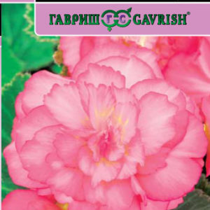 Бегония Фортуна Роуз F1 гранул. 4 шт. пробирка Саката серия Эксклюзив Н17