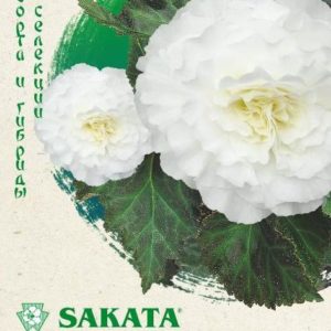 Бегония Фортуна Вайт F1 гранул. 4 шт. пробирка Н17