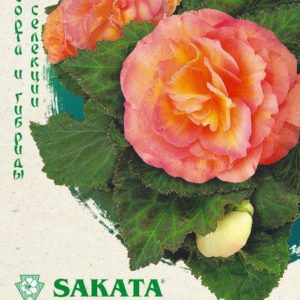 Бегония Фортуна Персиковая F1 гранул. 4 шт. пробирка Н17