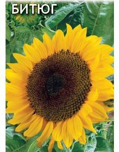 Подсолнечник Битюг 10 г Н17