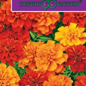 Бархатцы откл. Огненный шар (Тагетес) 5 шт. Н17