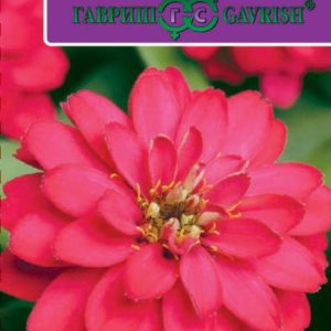 Цинния Захара вишневая 6 шт. Н17