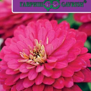 Цинния Захара клубничная 6 шт. Н17