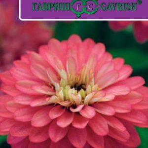 Цинния Захара лососево-розовая 6 шт. Н17