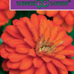 Цинния Захара огненная 6 шт. Н17