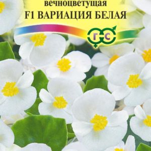 Бегония вечноцв. Вариация белая F1 гранул. 5 шт. пробирка