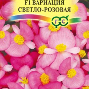 Бегония вечноцв. Вариация св.-розовая F1 гранул. 5 шт. пробирка