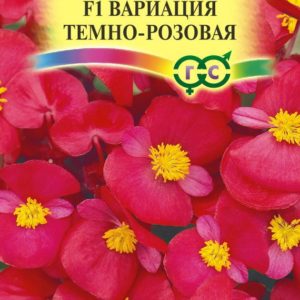 Бегония вечноцв. Вариация темн.-розовая F1 гранул. 5 шт. пробирка