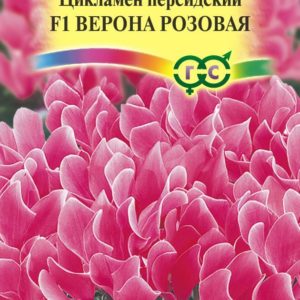 Цикламен Персидский Верона розовая F1*3 шт.Н17