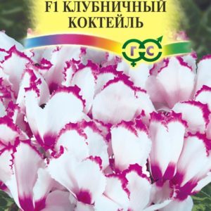 Цикламен Персидский Клубничный коктейль F1*3 шт Н17