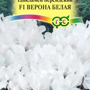 Цикламен Персидский Верона белая F1*3 шт Н17