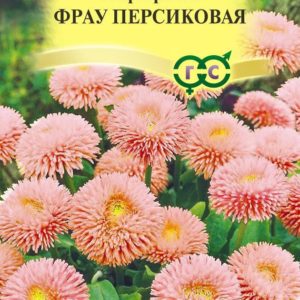 Маргаритка Фрау Персиковая*5 шт Н17