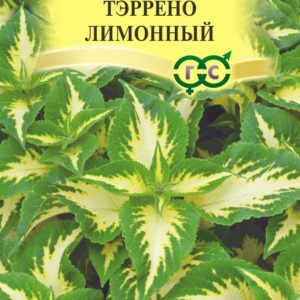 Колеус Тэррено лимонный*5 шт, Н17