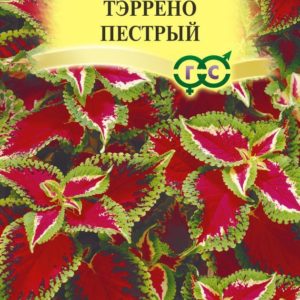 Колеус Тэррено пестрый *5 шт, Н17