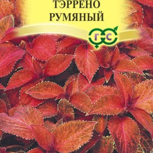 Колеус Тэррено румяный *5шт, Н17