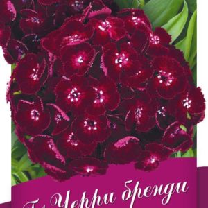 Гвоздика турецкая Черри бренди F1 *5 шт, пробирка Н17