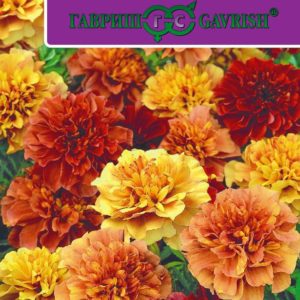 Бархатцы откл. Хамелеон розовый 5 шт Н17