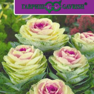 Капуста декоративная Крейн двуцветная F1 серия Эксклюзив 7 шт.Н17