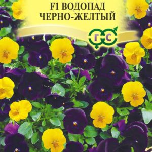 Виола Водопад черно-желтый F1, ампельная Виттрока (Анютины глазки)* 5 шт. Н17