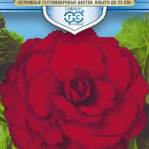 Бегония Вишневый фонтан F1 гранул. 4 шт. пробирка, серия Русский богатырь Н18