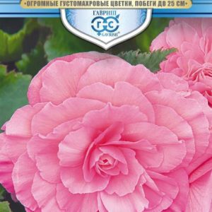 Бегония Розовый фонтан F1 гранул. 4 шт. пробирка, серия Русский богатырь Н18