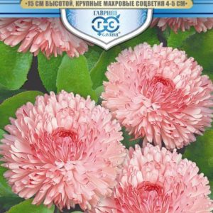 Маргаритка Пышка персиковая* 5 шт. гранул. пробирка, серия Русский богатырь Н18