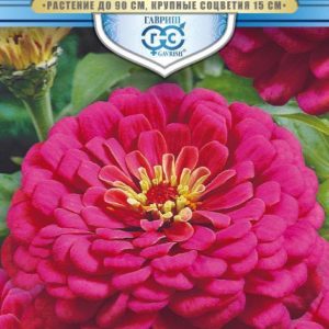 Цинния Великан малиновый 0,3 г. серия Русский богатырь Н18