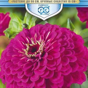 Цинния Великан пурпурный 0,3 г. серия Русский богатырь Н18