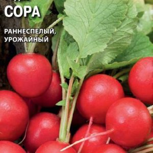 Редис Сора 0,5 г (Голландия ) Н18
