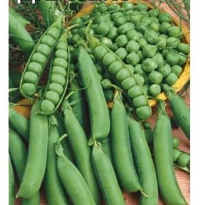 Горох Дарунок, безлисточковый 10 г Н18