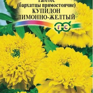 Бархатцы пр. Купидон лимонно-желтый (20см) (Тагетес) 0,05 г