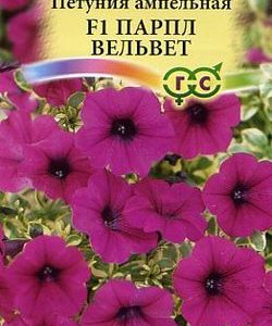 Петуния Парпл Вельвет (Сурфиния) амп. 5 шт. пробирка
