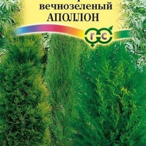 Кипарис вечнозеленый Аполлон* 0,05 г