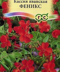 Кассия Феникс, яванская 0,6 г