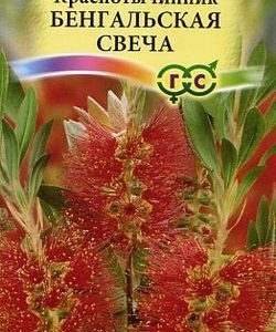 Краснотычинник Бенгальская свеча* 0,05 г.