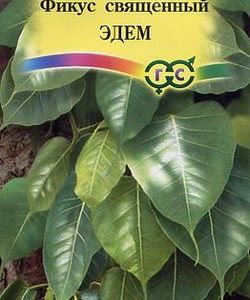 Фикус священный Эдем* 0,03 г.