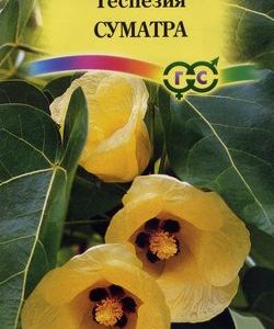 Теспезия Суматра 3 шт.
