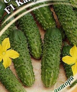 Огурец Капучино F1 10 шт.корнишон автор.