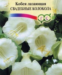 Кобея Лазающая Свадебные колокола 5 шт.