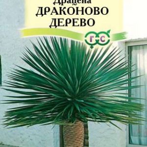 Драцена Драконово Дерево 3 шт.