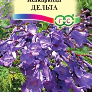 Жакаранда Дельта* 3 шт.