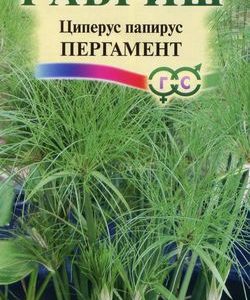 Циперус папирус Пергамент* 3 шт.